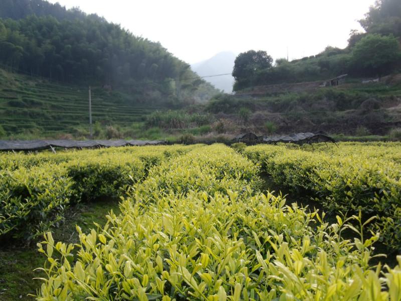 供應(yīng)黃金芽茶苗 黃金芽茶苗價格 黃金芽茶苗批發(fā)