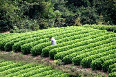 供应茶苗 茶树苗 茶树苗批发价格