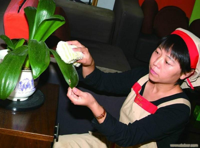 供應(yīng)鎮(zhèn)海鐘點(diǎn)工，家庭打掃擦玻璃，裝修后打掃服務(wù)