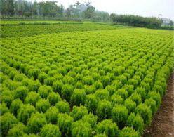 供應灑金柏，龍柏，檜柏，側柏，沙地柏，地柏等