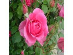 供應(yīng)大量供應(yīng)連翹苗，連翹叢生苗，豐花月季，榆葉梅等