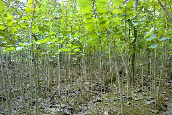供應(yīng)紫荊苗，叢生紫荊，紅花紫荊，洋紫荊