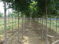 供應(yīng)*大葉女貞苗，大葉女貞大苗，大葉女貞種子