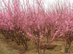 供應(yīng)大量供應(yīng)連翹苗，連翹叢生苗，豐花月季，榆葉梅等