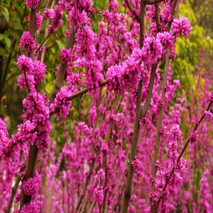 供應(yīng)紫荊苗，叢生紫荊，紅花紫荊，洋紫荊