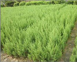 *供應(yīng)30cm___ 400cm檜柏