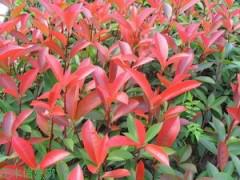 紅葉石楠圖片/紅葉石楠樣板圖 (2)