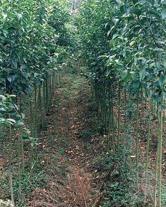 供應(yīng)*大葉女貞苗，大葉女貞大苗，大葉女貞種子