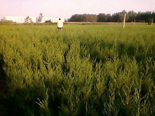 *供應(yīng)30cm___ 400cm檜柏