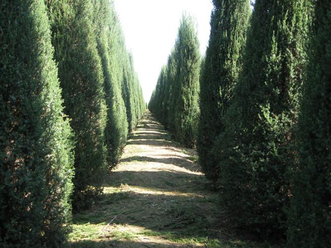 *供應(yīng)30cm___ 400cm檜柏