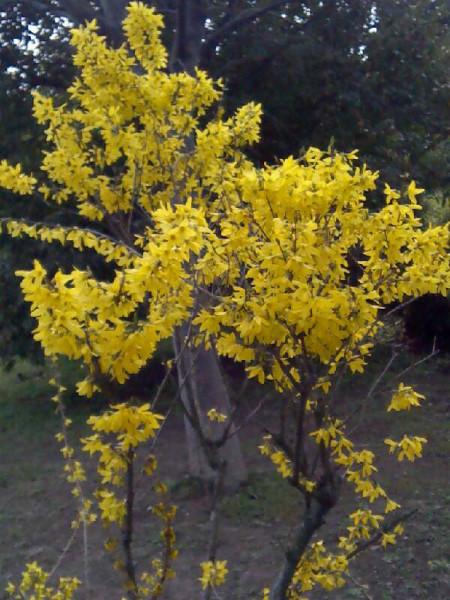 供應(yīng)大量供應(yīng)連翹苗，連翹叢生苗，豐花月季，榆葉梅等