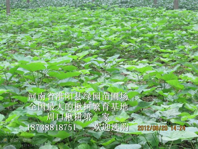 供應(yīng)楸樹(shù)小苗，大梓樹(shù)，小苗