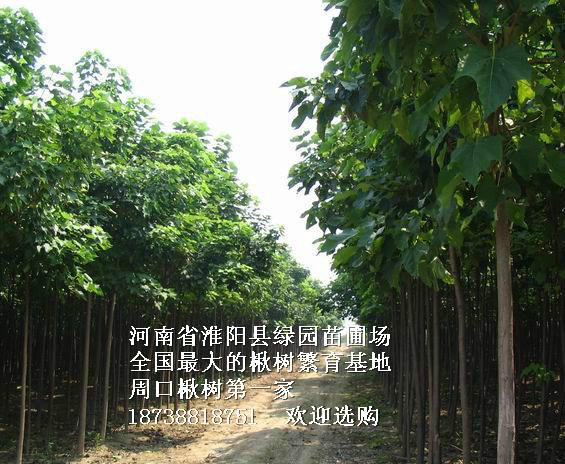 供應(yīng)全國*的楸樹繁育基地優(yōu)質(zhì)楸樹