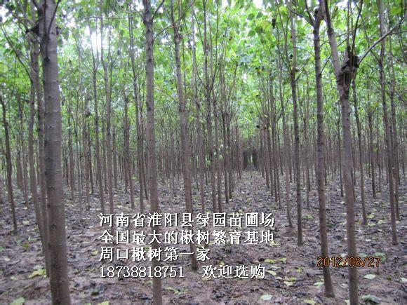 供應(yīng)大量2米高北海道黃楊楸樹(shù)小苗