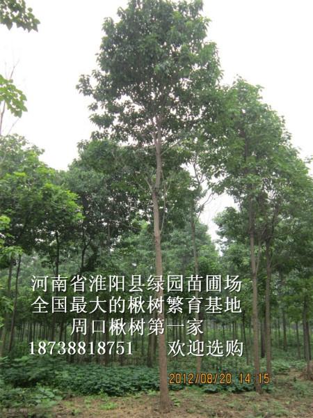 梓樹楸樹圖片/梓樹楸樹樣板圖 (4)