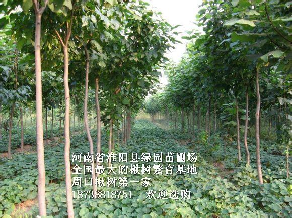 供應1-28楸樹梓樹18738818751