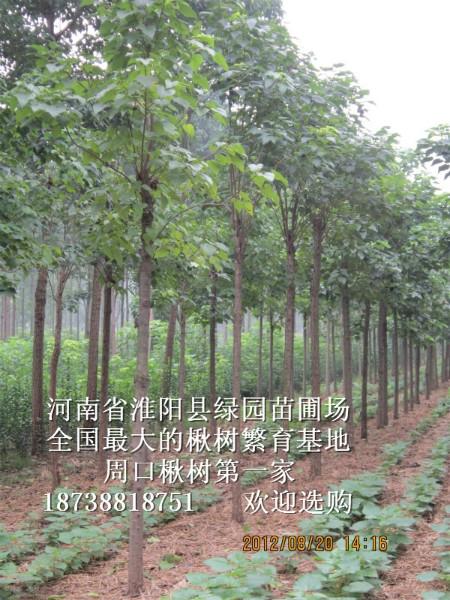 梓樹楸樹圖片/梓樹楸樹樣板圖 (3)