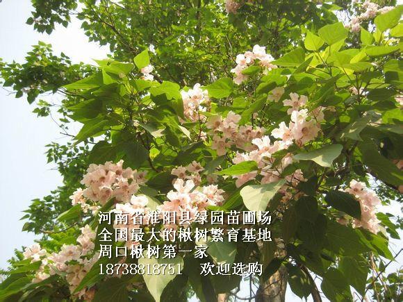 供應1-28楸樹梓樹18738818751