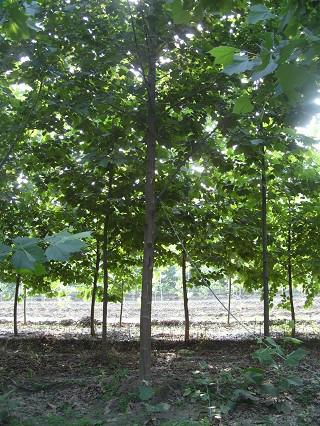 供應(yīng)晚櫻苗白皮松苗等小樹苗牡丹花小苗