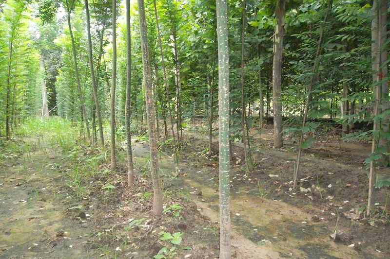 供應北欒苗白蠟苗垂柳苗速生國槐