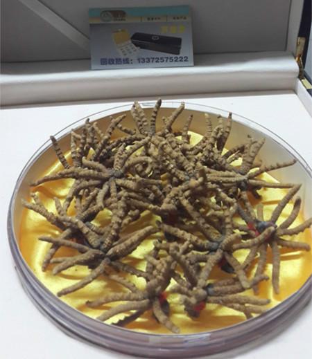 回收德國榮恩極草5X冬蟲夏草杭州