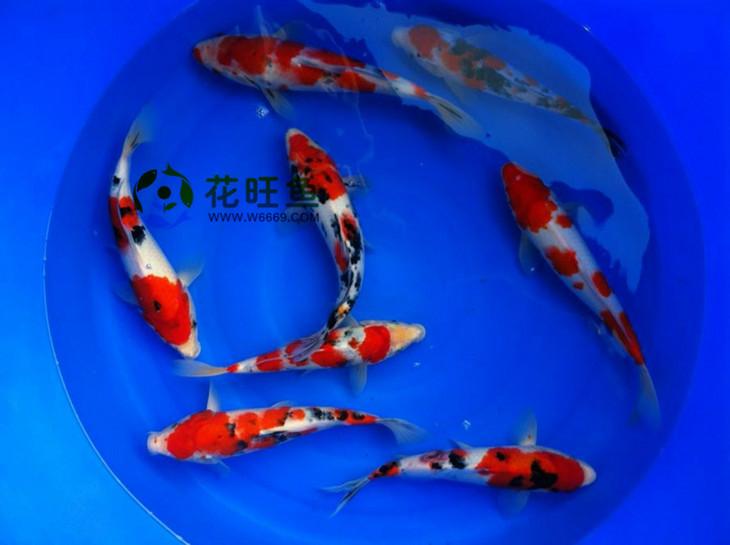 供应大正昭和秋翠丹顶锦鲤15-20cm 分段清晰色泽艳丽