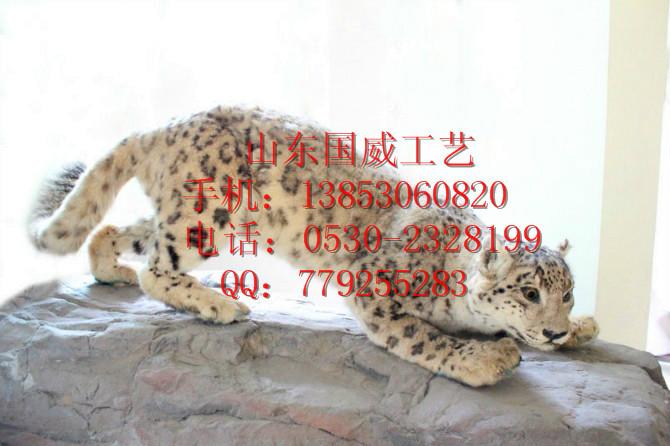 供應(yīng)照相豹子