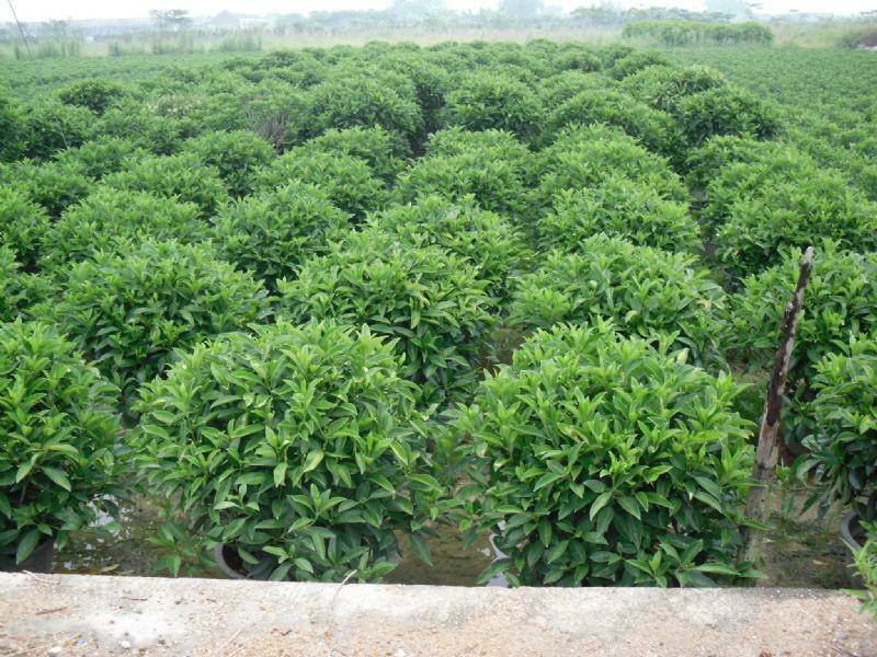 非洲茉莉批发-苗木非洲茉莉批发-广东苗木非洲茉莉批发