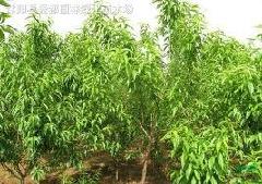 北京河北哪里有賣榆葉梅的——保定花灌木基地 保定榆葉梅