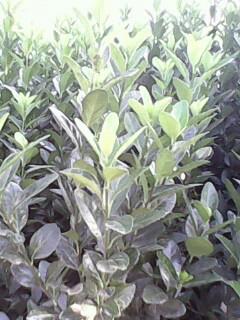 大葉黃楊圖片/大葉黃楊樣板圖 (2)