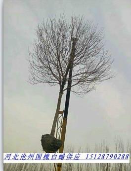 河北白蠟苗子河北白蠟河北白蠟價(jià)格河北白蠟基地