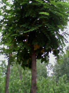 河北那里有賣8公分速生白蠟的——保定白蠟基地