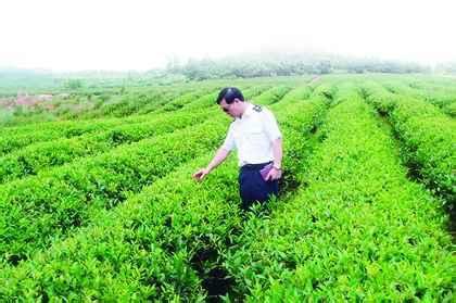 黑茶分盤制度圖片