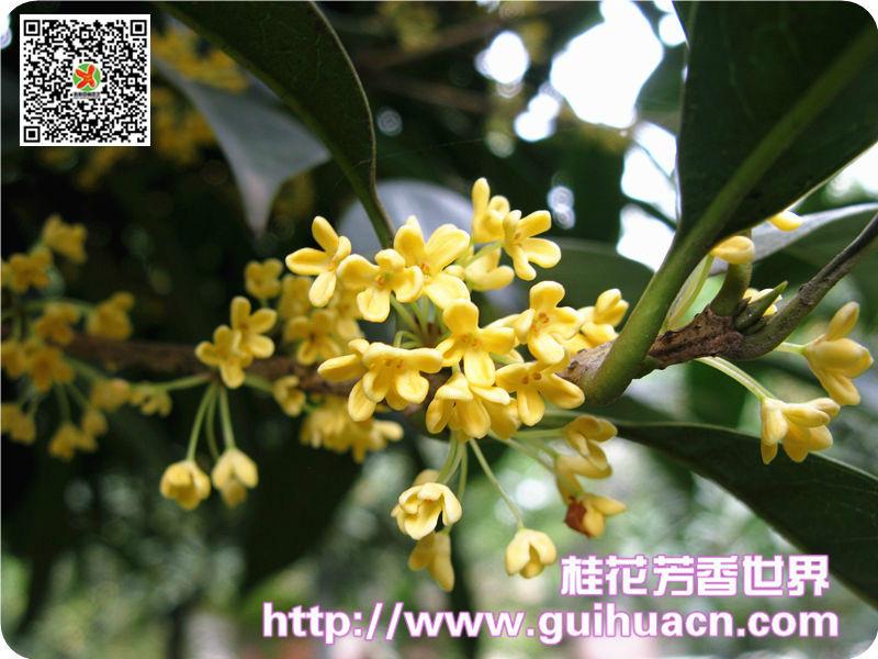 供應四川*桂花基地 桂花新品種 速生桂花 長柄金桂 桂花小苗 四川新品種桂花長柄金桂*桂花