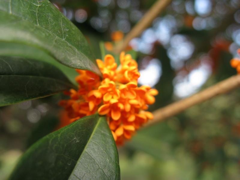 供應(yīng)四川桂花 成都*桂花基地 丹桂* 大紅*桂 移栽苗 四川*大紅*桂，2-2.5高