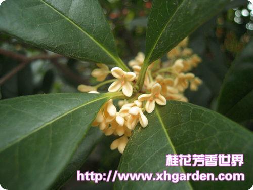 供應四川*桂花基地*速生金桂生長速度快移栽苗成活率高 四川*速生金桂苗，2-2.5米