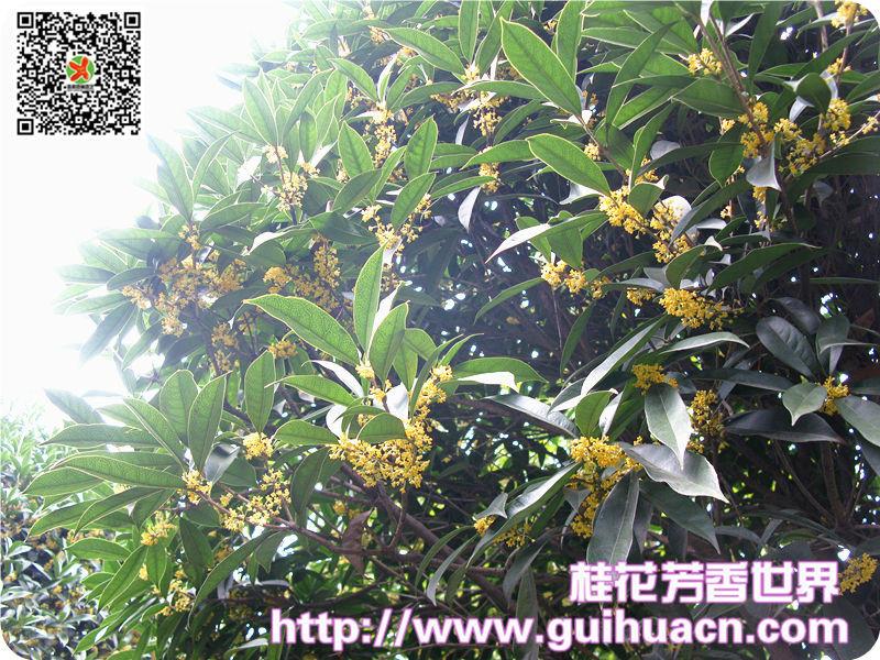 供應四川*桂花基地 桂花新品種 速生桂花 長柄金桂 桂花小苗 四川新品種桂花長柄金桂*桂花