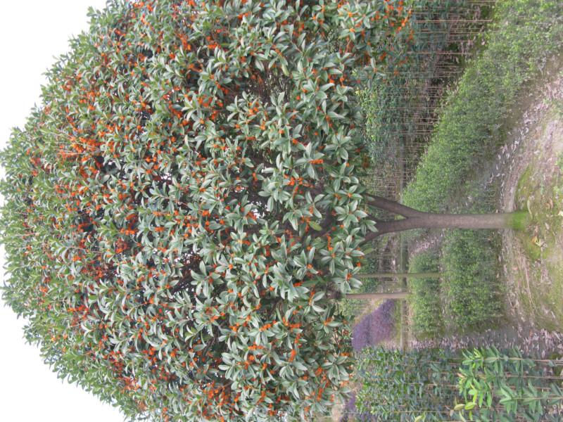 供應(yīng)四川桂花 成都*桂花基地 丹桂* 大紅*桂 移栽苗 四川*大紅*桂，2-2.5高