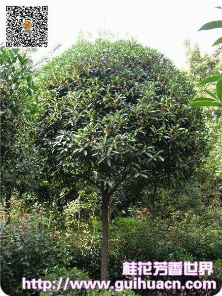 供應四川*桂花基地 桂花新品種 速生桂花 長柄金桂 桂花小苗 四川新品種桂花長柄金桂*桂花