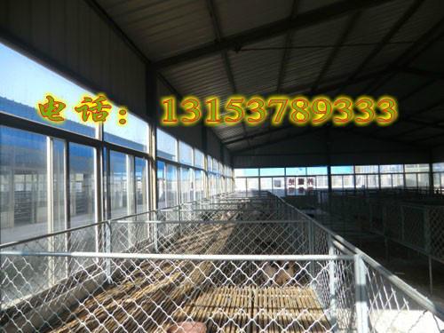 供應(yīng)哪里有*養(yǎng)殖基地