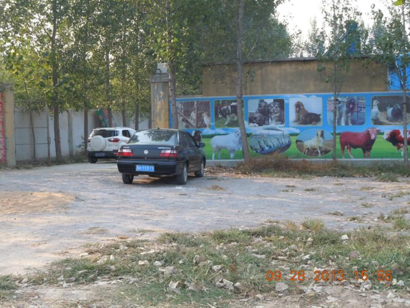 云南肉狗養(yǎng)殖基地圖片