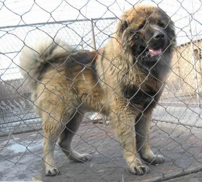 供應(yīng)我想養(yǎng)*哪里有優(yōu)質(zhì)*苗