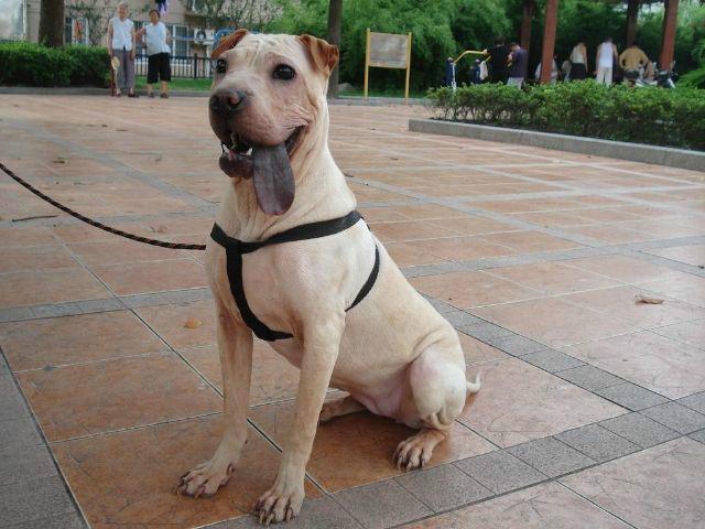 如何養(yǎng)殖肉狗哪里有肉狗養(yǎng)殖場銷售圖片