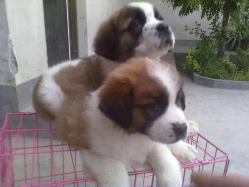 哪里有肉狗養(yǎng)殖場(chǎng)圖片