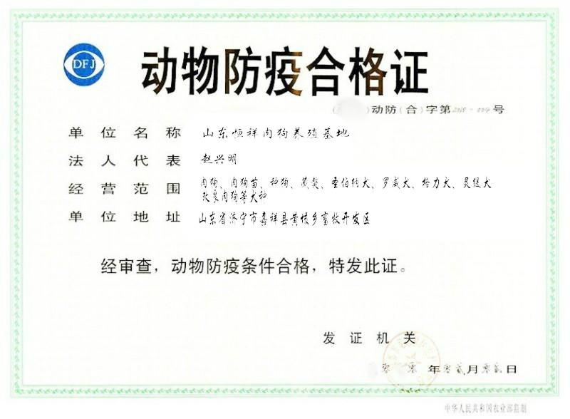 山東肉狗養(yǎng)殖場養(yǎng)狗基地圖片