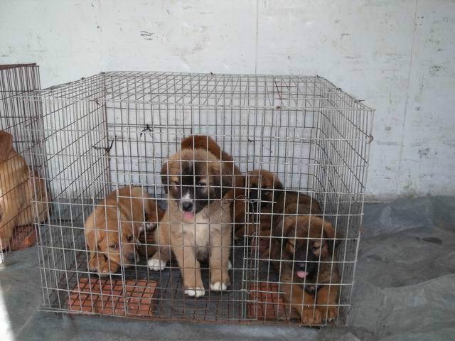 河南肉狗價格如何河南肉狗種狗圖片