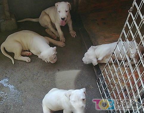 供應(yīng)改良**價(jià)格*養(yǎng)殖前景