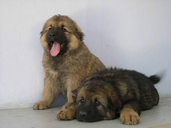 供應(yīng)改良**價(jià)格*養(yǎng)殖前景