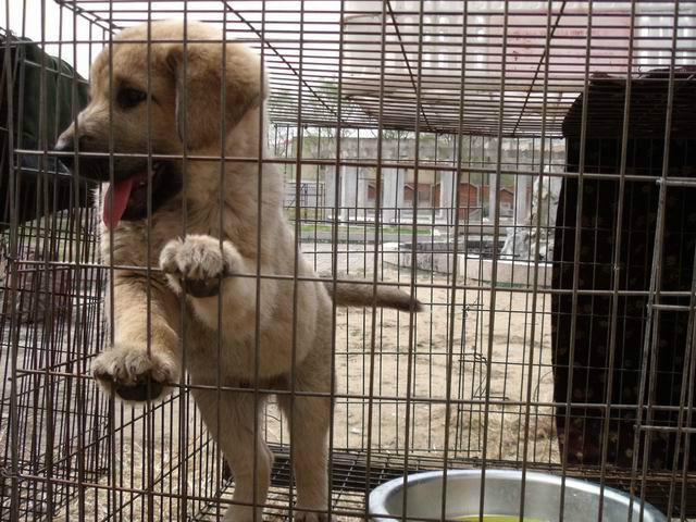 供应肉狗养殖成本鲁西南最大肉狗养殖场