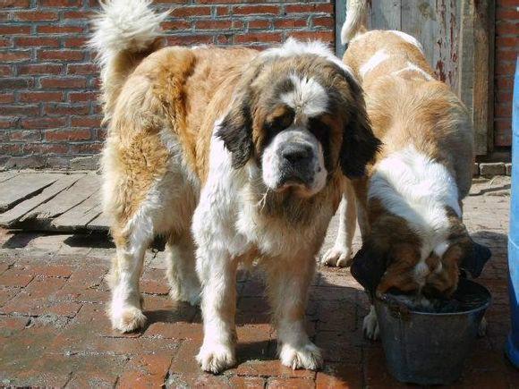 供應(yīng)黑龍江*養(yǎng)殖技術(shù)/黑河*行情/黑龍江**養(yǎng)殖基地